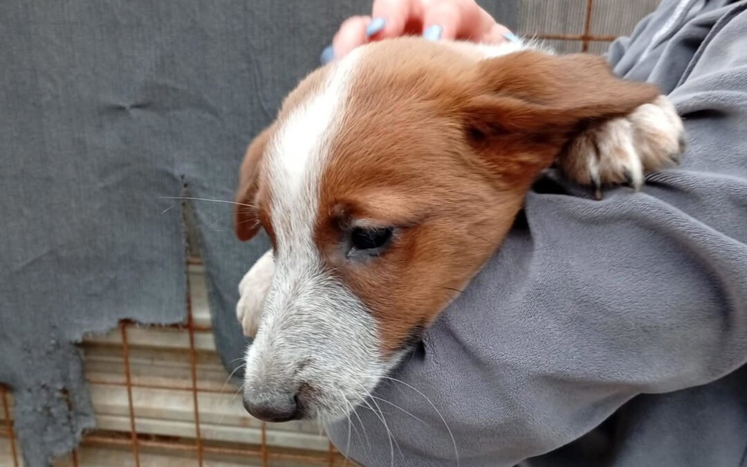 Namenspate gesucht 3 – Hündin