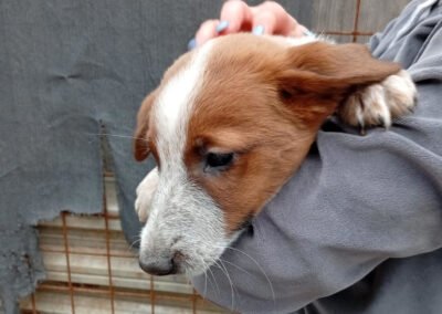 Namenspate gesucht 3 – Hündin