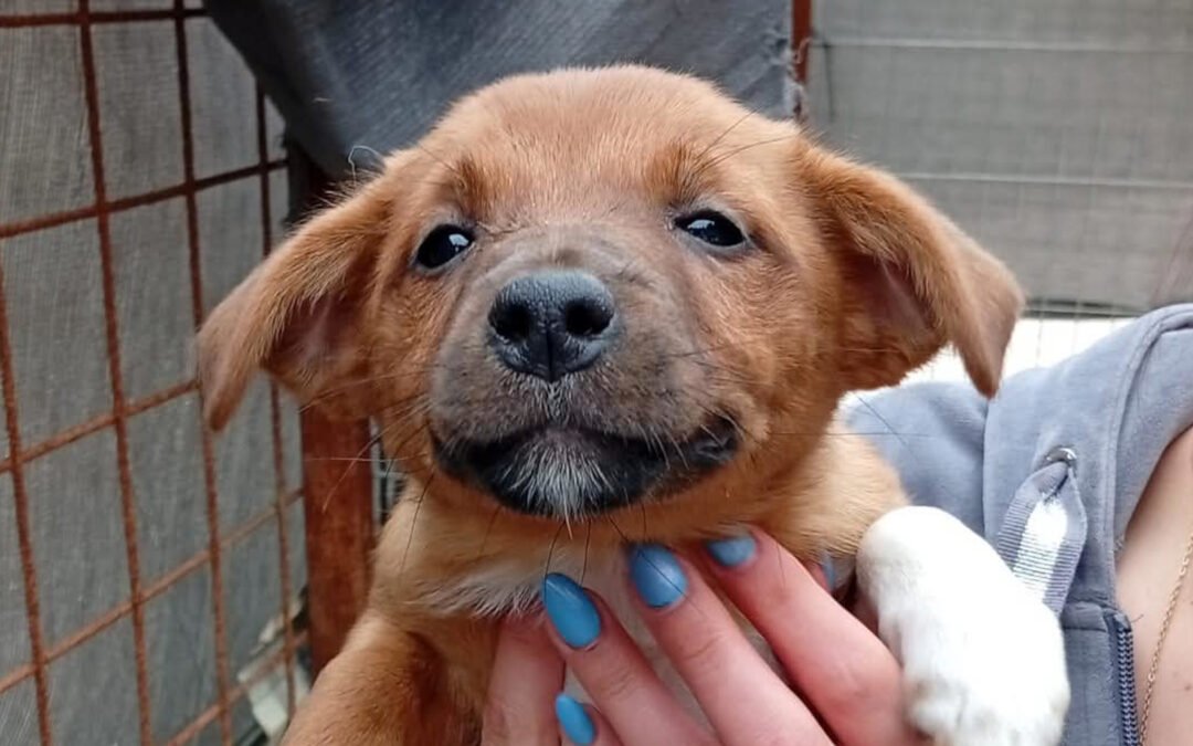 Namenspate gesucht 4 – Rüde