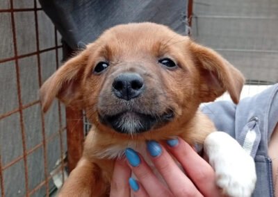 Namenspate gesucht 4 – Rüde