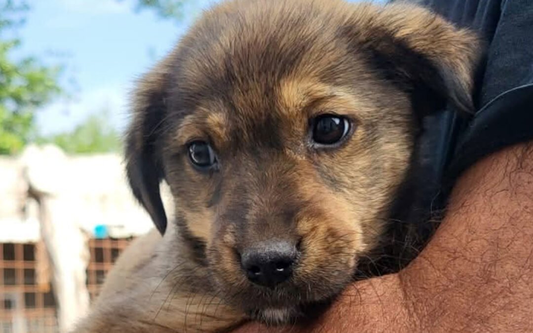 Namenspate gesucht 5 – Rüde