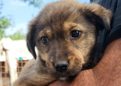 Namenspate gesucht 5 – Rüde