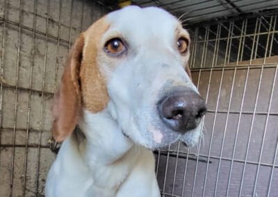 Namenspate gesucht 6 – Rüde