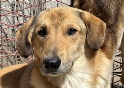 Namenspate gesucht 7 – Rüde