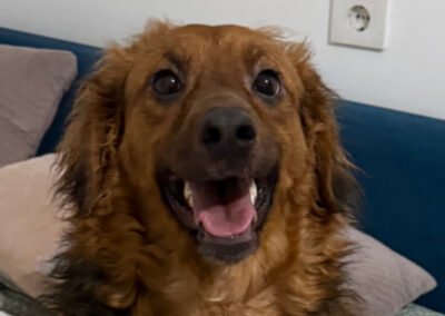 Namenspate gesucht 9 – Rüde