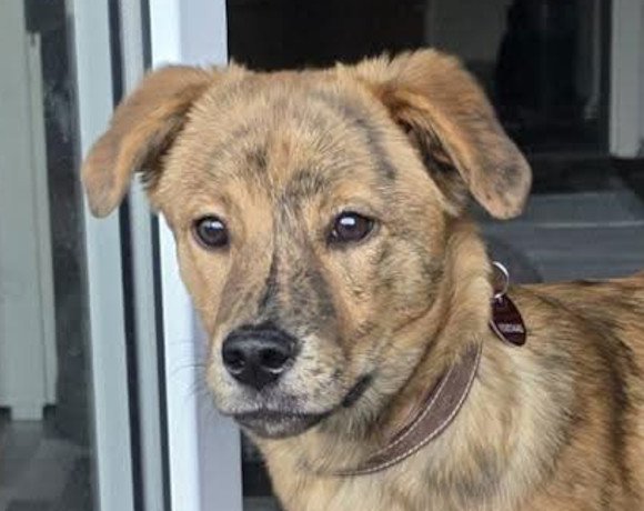 Timmy ♂️ in 47804 Krefeld