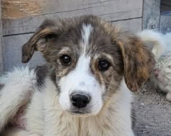 Namenspate gesucht 3 – Rüde