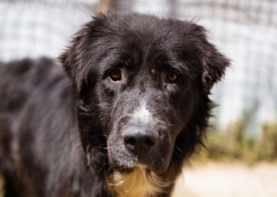Garo ♂️