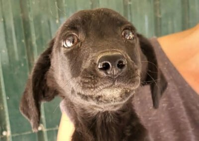 Namenspate gesucht 4 – Rüde