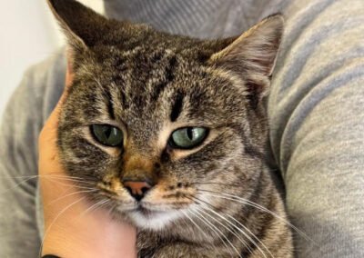 Namenspate gesucht 2 – Katze