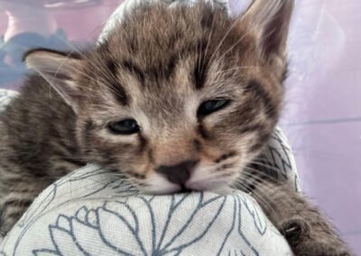 Namenspate gesucht 3 – Kater