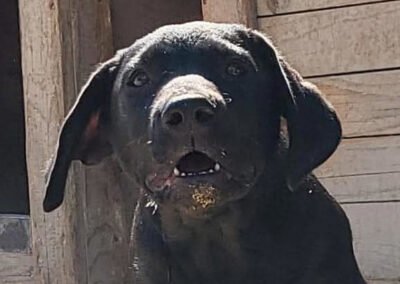 Namenspate gesucht 14 – Hündin