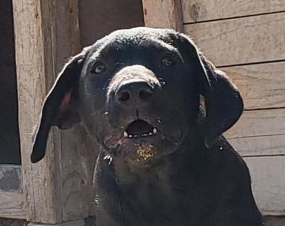 Namenspate gesucht 14 – Hündin