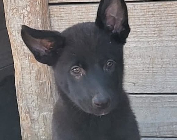 Namenspate gesucht 16 – Hündin
