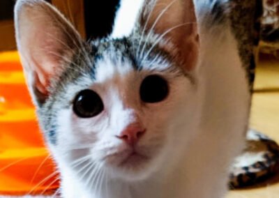 Namenspate gesucht 2 – Katze
