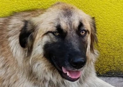 Namenspate gesucht 10 – Hündin