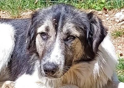 Namenspate gesucht 11 – Hündin