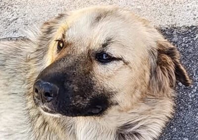 Namenspate gesucht 12 – Hündin