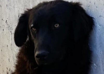Namenspate gesucht 2 – Rüde