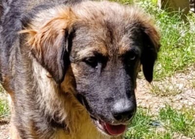 Namenspate gesucht 3 – Rüde