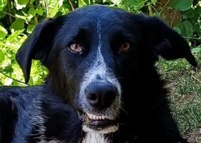 Namenspate gesucht 4 – Rüde
