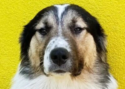 Namenspate gesucht 5 – Rüde
