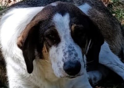 Namenspate gesucht 6 – Rüde