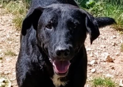 Namenspate gesucht 7 – Rüde