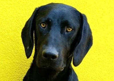 Namenspate gesucht 8 – Rüde