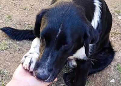 Namenspate gesucht 9 – Rüde