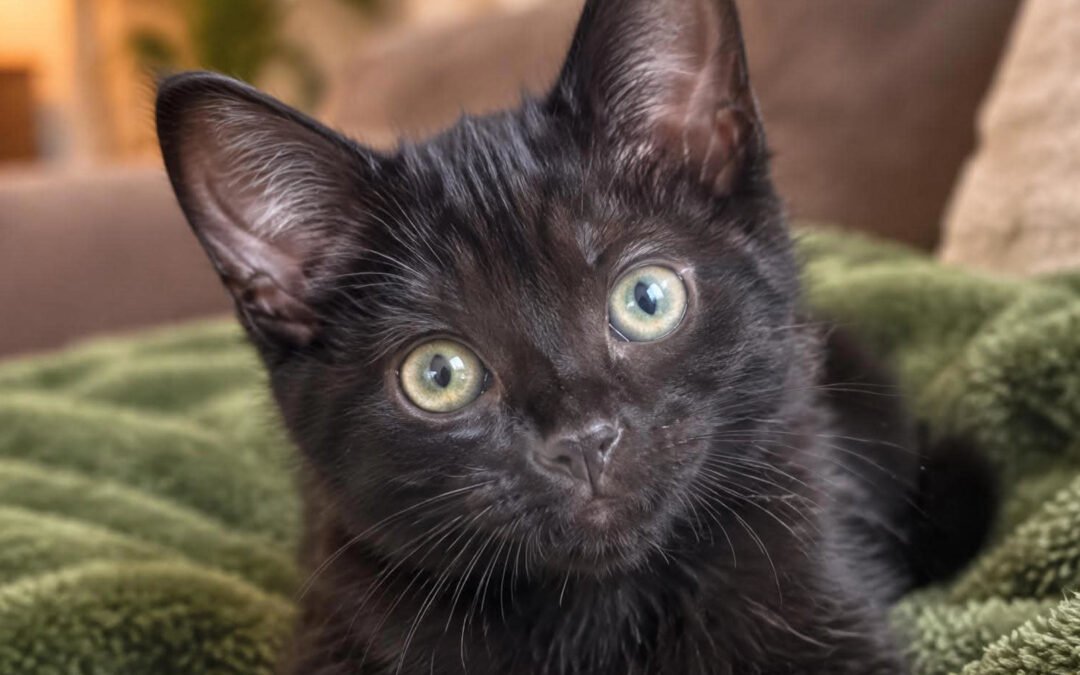 Merlin ♂️