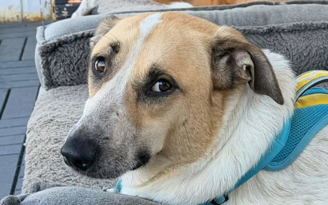 Nala ♀️ in 84513 Töging am Inn