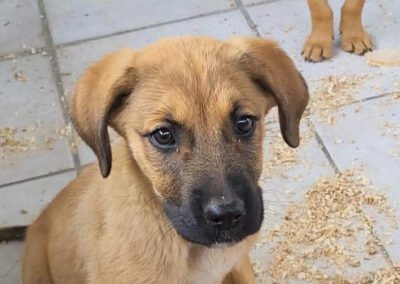 Namenspate gesucht 1 – Hündin